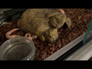 Je fais une expérience pour le premier repas de nos bébés pythons royaux Banana 100% Het VPI BA