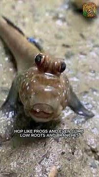 Mudskipper: The Fish That Lives More on Land Than in Water 🐟🌿