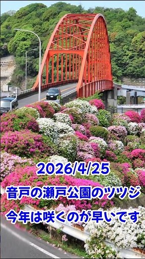 【ツツジ開花情報】音戸の瀬戸公園2026/4/25 #花観光 #呉 #short