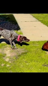 A great photography 🥰 | German Shorthaired Pointer Lovers