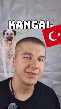 Rasy psów z najsilniejszym ugryzieniem na świecie #mastiffangielski #kangal #canecorso #psy #psi