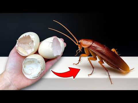 How to Eliminate Cockroaches Using Eggshells | 100% Effective Method|Clever Tricks