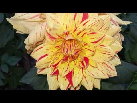 Pink Dahlia Flower with Dew Drops | Macro Close-Up Garden Beauty
