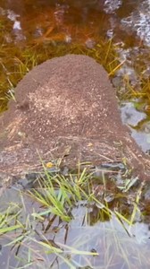 Did you know fire ants can form floating rafts to survive floods? P.S. if disturbed they still and will bite! To avoid bites, stay out of flooded waters. If you must enter these areas, watch for floating fire ant clusters, keep a safe distance, and wear protective clothing. Don’t forget to protect your pets, too! After recent heavy rain and flooding, many areas still have standing water on roads and in swales. Keep children and pets away from standing water, as it might be contaminated with poll