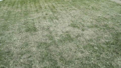 clip-4029770527-lawn-after-winter-yellowed-compressed-grass-spring