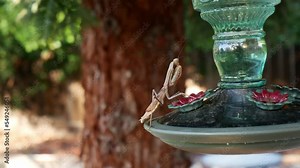 Praying mantis on stocking pray while resting on a hummingbird feeder
