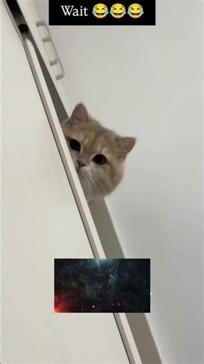 Roasting The Most Humorous Short Clips