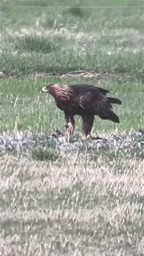 Eagle eating it’s catch of the day #cute #nature #wildlife