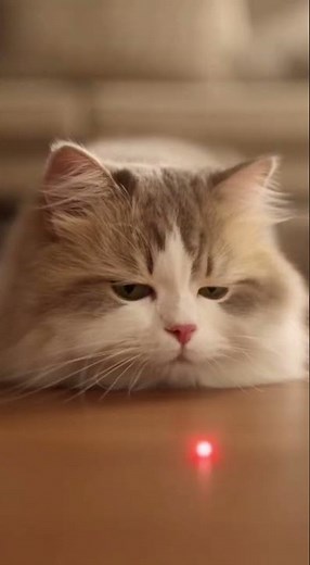 Laser Pointer Drama: Cat vs. Invisible Enemy