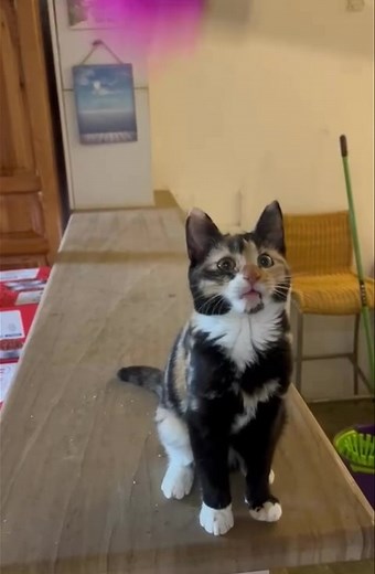 Cute Nella is looking for her forever home 🐾🐾 Female Calico 21-7-2025 Nella was found by some tourists with her brother in a remote place in some bushes. They monitored them for a few days but never saw a mother so they came to the charity as they wasn’t safe in that area! Nella is a bit more shy than her brother but is still a lovely girl! She likes her own space but is sometimes cuddling with the other kittens and likes the odd cuddle from the volunteers! Dogs - unknown Other cats - yes olde