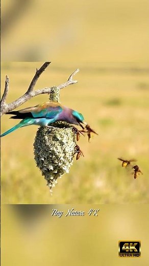 Colorful Bird Protecting Its Nest from Angry Wasps​ 🐦🐝 | Nature Fight in 4K