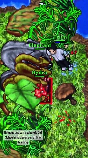 Online Training Strategies for Tibia Game Enthusiasts