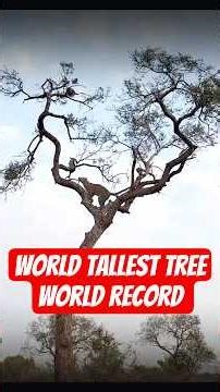 The Tallest Tree On Earth Is Hidden From The Public | Hyperion Tree Mystery #shorts #usa #wildlife