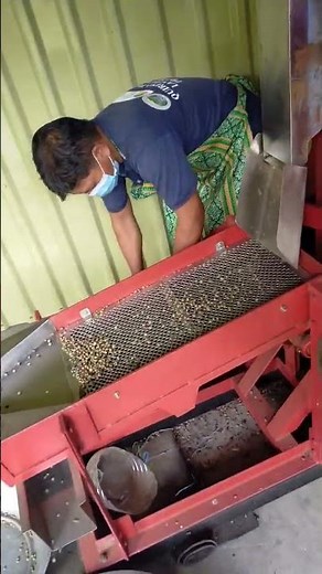 Coffee Processing Part 1 (Dehulling process)