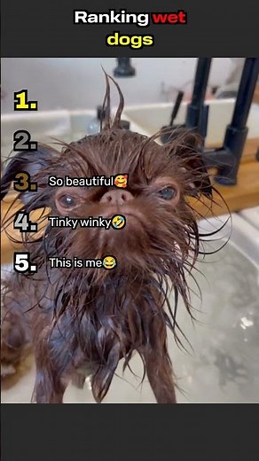 Ranking the funniest wet dogs—soaked, confused, and absolutely adorable 🥰😂#funny #dog