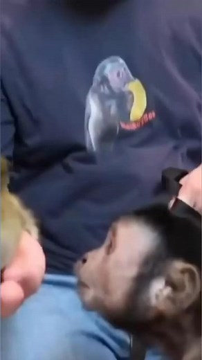 14K views · 1.3K reactions | Monkey meets a duckling #monkey #duck #cute #friends | MonkeyBoo | Facebook