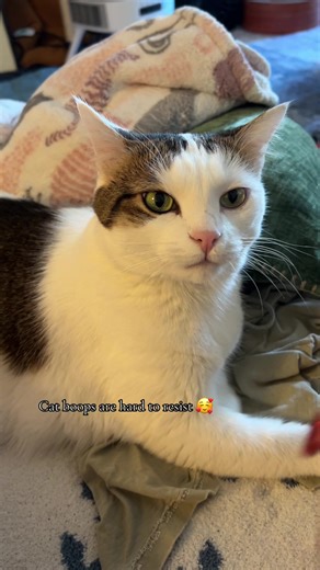 I mean how could you not want to boop that cutie little cat nose 🥰 #catboop #cats #cutecats #funnycats #catlover