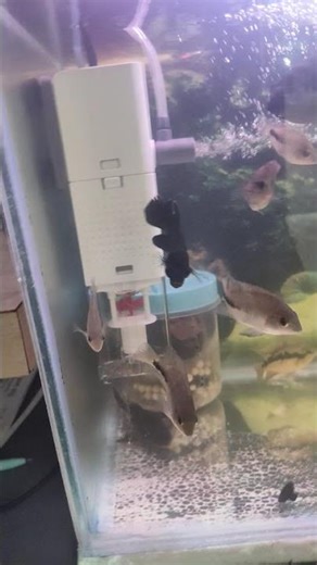 sobo AQ-1000f filter #fish #aquarium