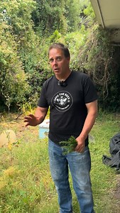 A small percentage of Wild bees feral bees will survive varroa. Their genetics will give us food security into the future without resorting to big pharmaceutical for solutions. Thanks @jakeeeeeaustin | Save the Bees Australia