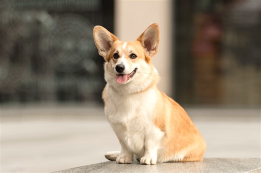 I don't know why it's taken so long for someone to make a corgi simulator, but it's finally arrived