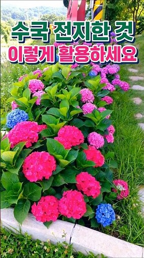 수국 전지한 것 이렇게 활용하세요
