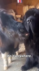 317K views · 9K reactions | Meet the majestic Newfoundland dog #fyp: #fypviral #foryou #foryoupage #animals #funnydogvideos #animallover #dog #doglover #newfoundland #puppy #puppylove | Newfangled Newfoundlands & Chow Chows | Facebook