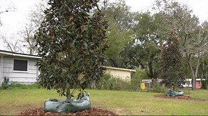 7.8K views · 108 reactions | Do you like trees? Do you like FREE...