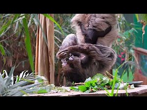 Scotland’s first ever baby sloth, Atty, born at Edinburgh Zoo