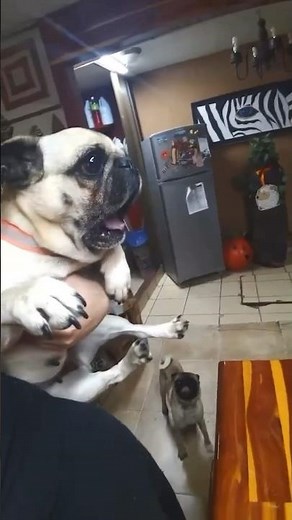 Screaming Dog Meme Template