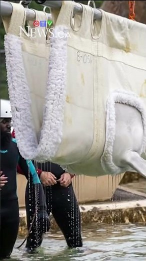Marineland’s final six whales being shipped to the U.S. today