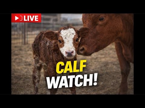 The Rotty Ranch Has A Brand New Calf!!!