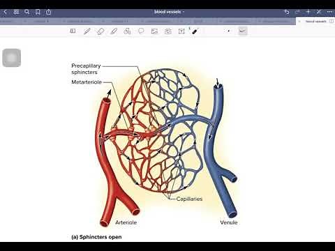 capillary beds