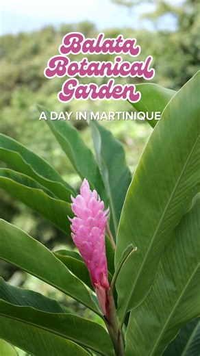 Lush paths, tropical blooms, and rainforest views show a different side of Martinique. 🌿 Experience Balata Botanical Garden for an off-the-beaten-path Caribbean excursion. https://spr.ly/6181hEKDb | Princess Cruises