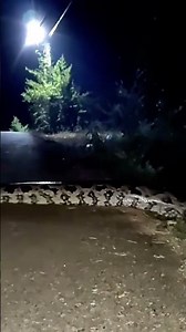 5M SUPER PYTHON: QUEEN OF STRENGTH #snake #conservation #animals #animalworld