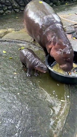 Hippos Are Very Shy 🦛