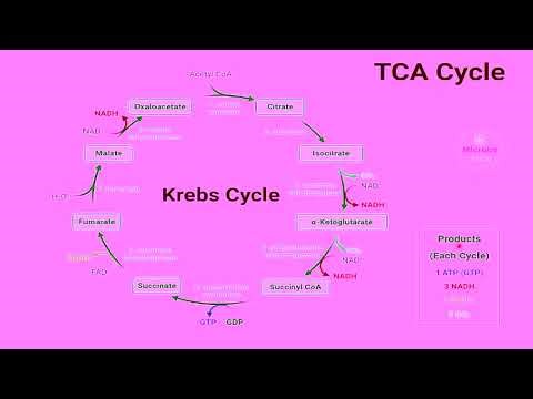 TCA Cycle - Carbohydrate Metabolism// BIOCHEMISTRY // SCIENTIFIC OFFICER (CEL) // UNIT-3.