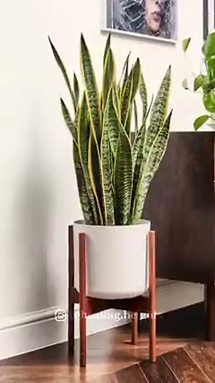 565K views · 4.1K reactions | Lucky plants and their placements...