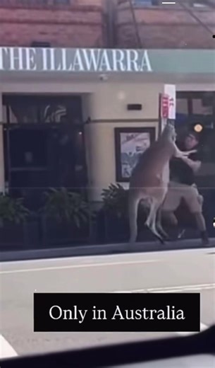 #kangaroo #australia #skippy #fyp #fun