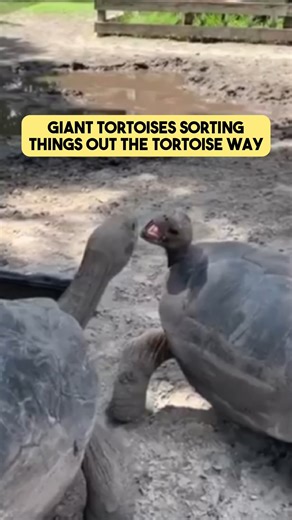 This is pretty typical giant tortoise mentality. Galapagos Tortoises though are more likely to have this behavior, as aldabra tortoises are much gentler with each other. But don't worry folks, most of the time they figure things out on their own and the team at our farm are always there in case they need a little help figuring things out. | Florida Iguana and Tortoise Breeders