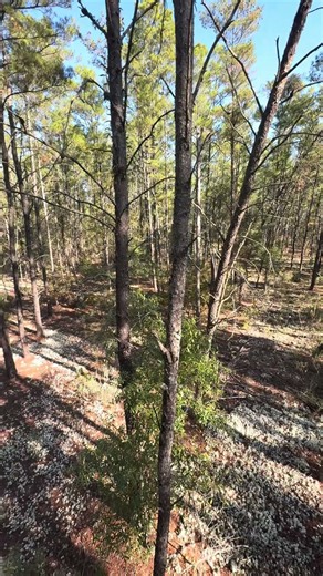 What do you think? #archery #hunting #deerhunting
