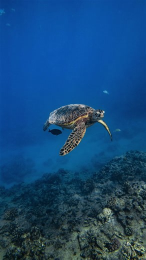 all our individual efforts have an impact. if you want to read the articles, check them out below