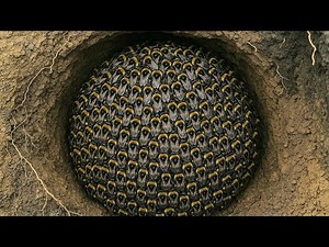 For the first time I discovered a completely different species of honeybee living underground