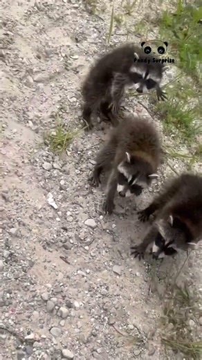 Cutest Baby Raccoon Ever #cute #baby #cutepets