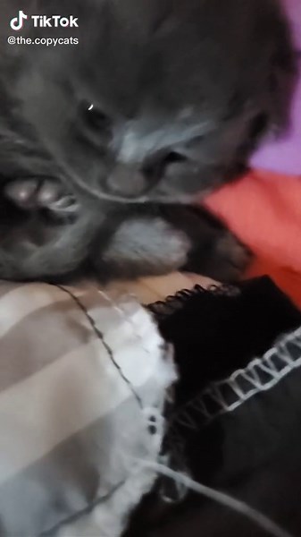 the.copycats (@the.copycats)’s videos with original sound - the.copycats