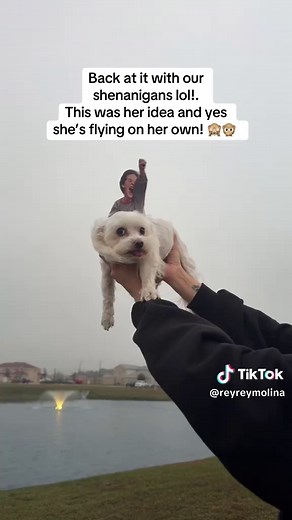 #neverendingstory #80skid #90skid #falkor #dogsoftiktok | Never Ending Story