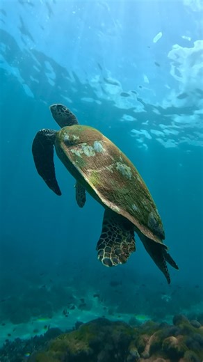 2K views · 11 comments | Can you think of any others?  #jettydive #paditv #scubadiving #divegirl #marinelife #coffscoast #scubalife | Jetty Dive | Facebook