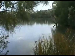 Duck Gets Eatin By Monster Catfish