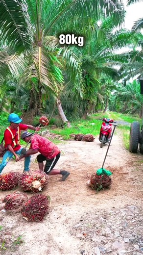 Understanding 80kg Palm Oil Transportation