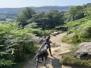 Just a stones throw away from Trawsfynydd Holiday Park are the beautiful views and stunning walks in Eryri National Park, the pawfect place to explore in the sunshine with your four-legged friend ☀️🐕🌳 | Trawsfynydd Leisure Village