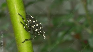 Black and white nymph Spotted Lanternfly an invasive species of insect to North America rests on a rose stem, and impressively fires a milky white fluid from its abdomen, forward and above its head.